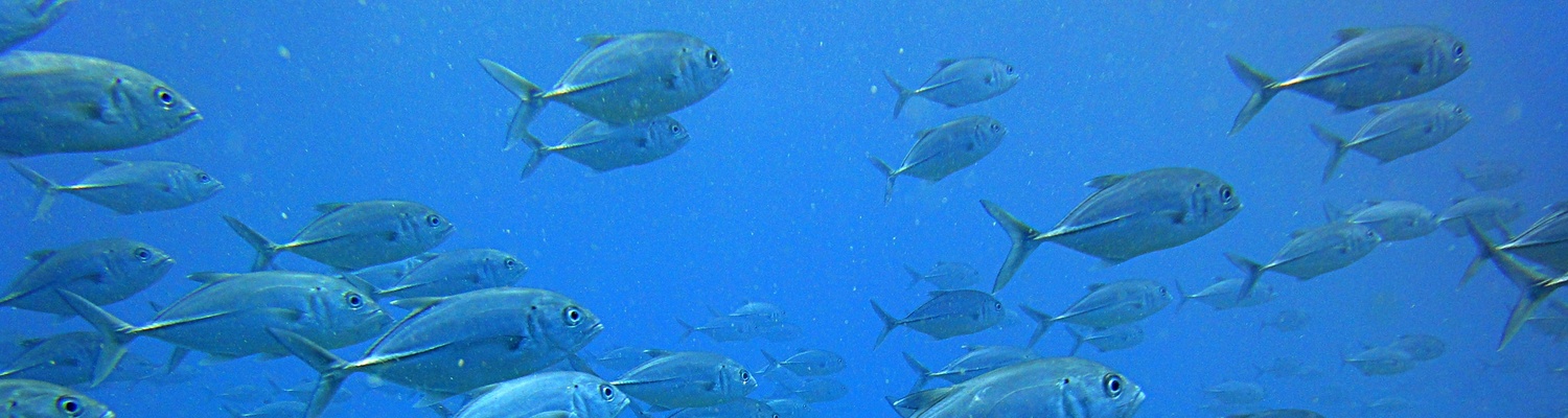 PAID scuba diving picture of fish in Zanzibar